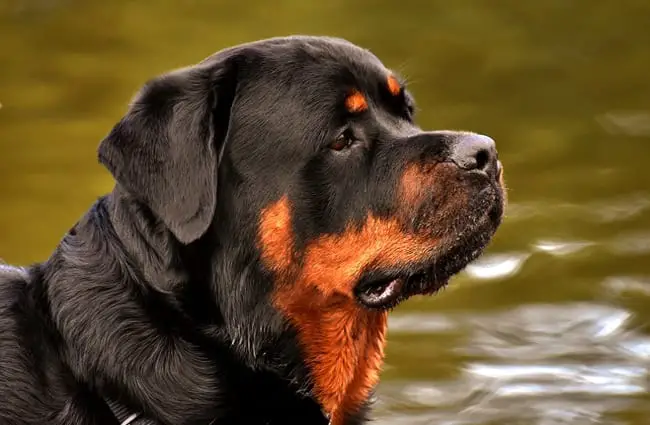 growling rottweiler