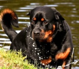 Rottweiler Playing At The Water&#039;S Edge.