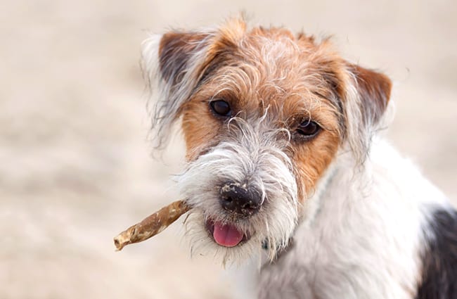 Russell Terrier with a chew toy.