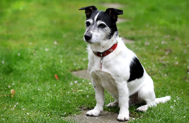 Mature Russell Terrier.