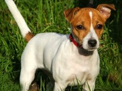 Portrait of a beautiful Russell Terrier.