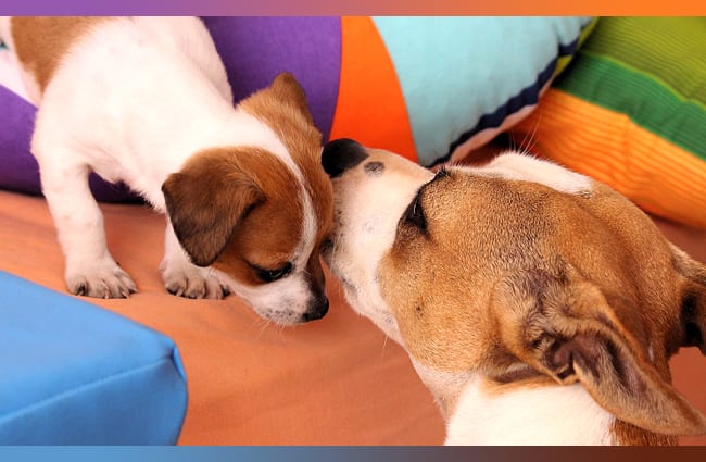 Russell Terrier mother with her puppy.