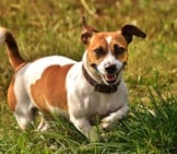 Russell Terrier Playing In The Field.