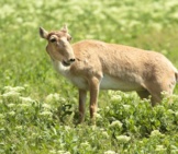 Female Saiga Antelope Standing On The Steppe. Photo By: (C) Vzmaze Www.fotosearch.com