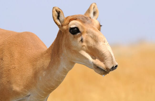 Saiga Antelope - Description, Habitat, Image, Diet, and Interesting Facts