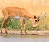 Wild Saiga Antelope At The Watering Hole. Photo By: (C) Victortyakht Www.fotosearch.com