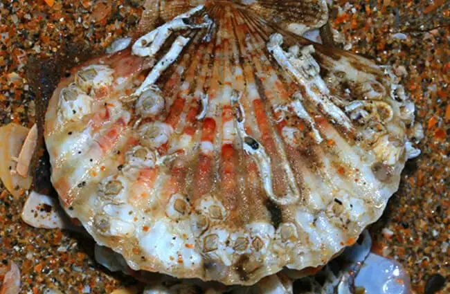 Sea scallop photographed in Scotland. Photo by: S. Rae https://creativecommons.org/licenses/by/2.0/