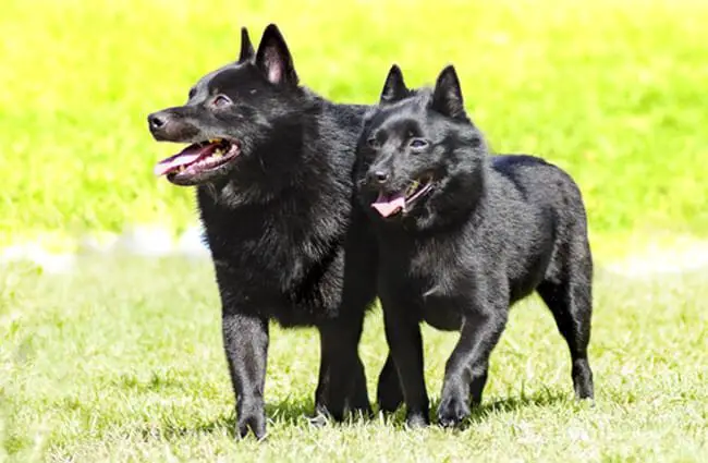 A pair of Schipperkes outdoors. Photo by: (c) f8grapher www.fotosearch.com
