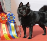 Champion Schipperke With His Awards.photo By: Svenska Mässanhttps://Creativecommons.org/Licenses/By-Nd/2.0/