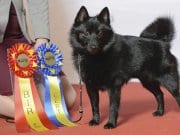 Schipperke Champion Schipperke with his awards.Photo by: Svenska Mässanhttps://creativecommons.org/licenses/by-nd/2.0/