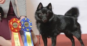 Champion Schipperke with his awards.Photo by: Svenska Mässanhttps://creativecommons.org/licenses/by-nd/2.0/