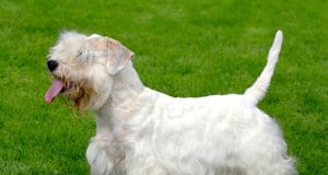 Beautiful Sealyham Terrier.Photo by: (c) CaptureLight www.fotosearch.com