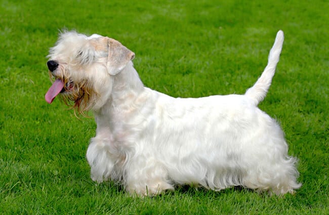 Sealyham Terrier - Description, Energy Level, Health, and Interesting Facts