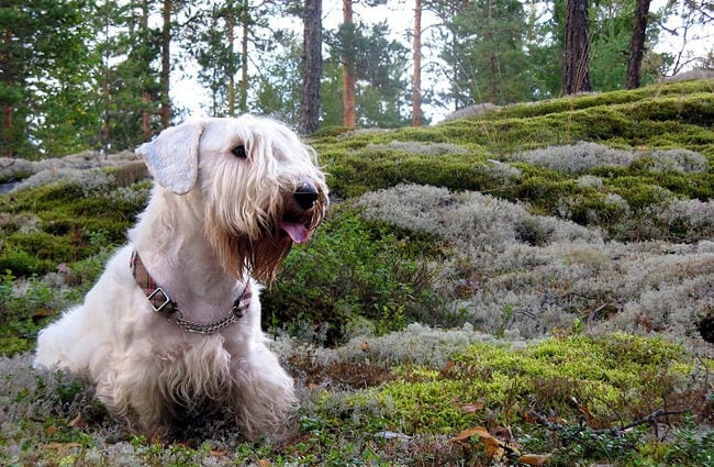 Sealyham Terrier in the woods. Photo by: By Ionwind CC BY-SA 3.0 (https://creativecommons.org/licenses/by-sa/3.0)