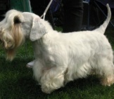Sealyham Terrier Groomed For The Show Ring. Photo By: By Ionwind Cc By-Sa 3.0 (Https://Creativecommons.org/Licenses/By-Sa/3.0) 