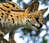 Young Serval Looking Down From A Lofty Perch.photo By: Michael Jansenhttps://Creativecommons.org/Licenses/By-Nd/2.0/