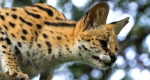 Young Serval looking down from a lofty perch.Photo by: Michael Jansenhttps://creativecommons.org/licenses/by-nd/2.0/