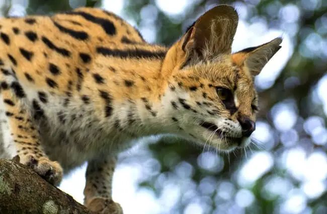 Young Serval looking down from a lofty perch.Photo by: Michael Jansenhttps://creativecommons.org/licenses/by-nd/2.0/