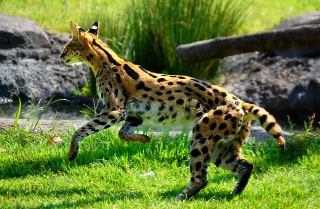 Serval bounding through a meadow. Photo by: Charles Barilleaux https://creativecommons.org/licenses/by-nd/2.0/