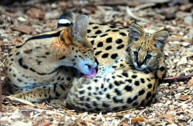 Mother Serval and her cub. Photo by: Dennis Grimme https://creativecommons.org/licenses/by-nd/2.0/