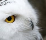 Extreme Closeup Of A Snowy Owl&#039;S Face.