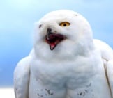 Snowy Owl Calling Out.