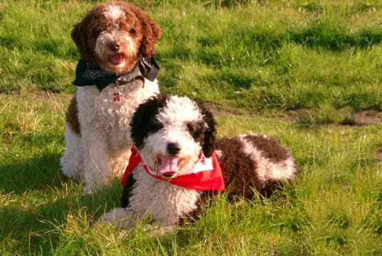 A pair of parti-colored Spanish Water Dogs.Photo by: Perrodeaguas, https://creativecommons.org/licenses/by-sa/2.5