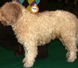 White Spanish Water Dog In The Show Ring. Photo By: Pleple2000, Gfdl Http://Www.gnu.org/Copyleft/Fdl.html 