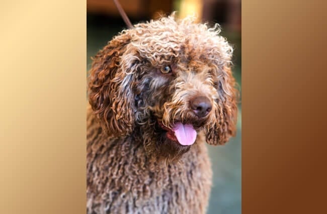 Brown Spanish Water Dog. Photo by: (c) Fosterss www.fotosearch.com