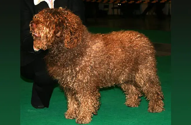 Black Spanish Water Dog in the show ring. Photo by: By Pleple2000, GFDL http://www.gnu.org/copyleft/fdl.html