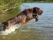 Hunting Spinone Italiano launching himself into the water.Photo by: (c) Zuzule www.fotosearch.com