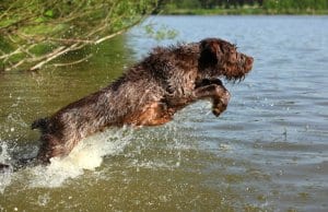 Hunting Spinone Italiano launching himself into the water.Photo by: (c) Zuzule www.fotosearch.com