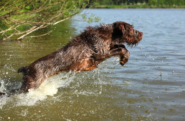 kaart Stam overtuigen Spinone Italiano - Description, Energy Level, Health, and Interesting Facts