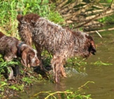 Mother Spinone Italiano Takes Her Pup For His First Swim. Photo By: (C) Zuzule Www.fotosearch.com