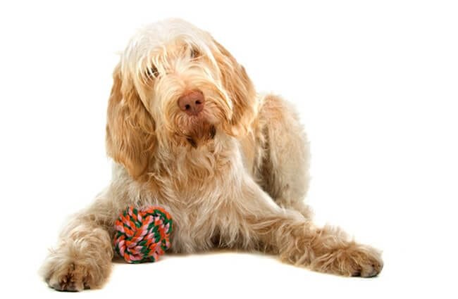White Spinone Italiano with a chew toy. Photo by: (c) ESIGHT www.fotosearch.com