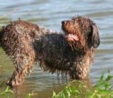 The Spinone Italiano Loves The Water. Photo By: (C) Zuzule Www.fotosearch.com