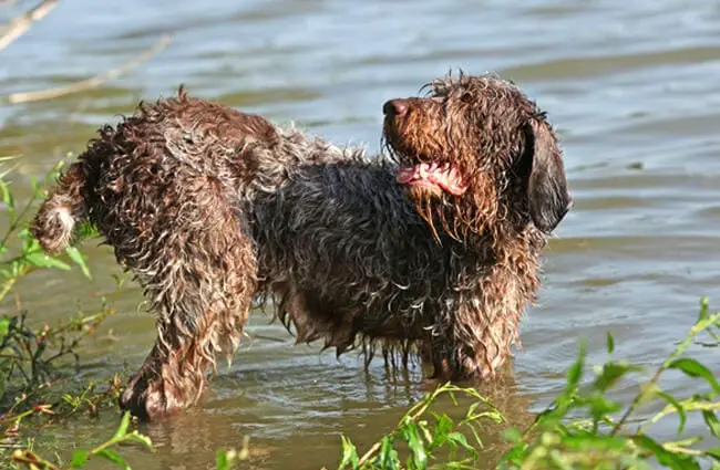 The Spinone Italiano loves the water. Photo by: (c) Zuzule www.fotosearch.com
