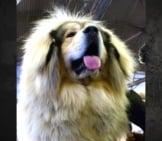 Tibetan Mastiff, Tongue Lolling. Photo By: Petful Https://Creativecommons.org/Licenses/By/2.0/ 