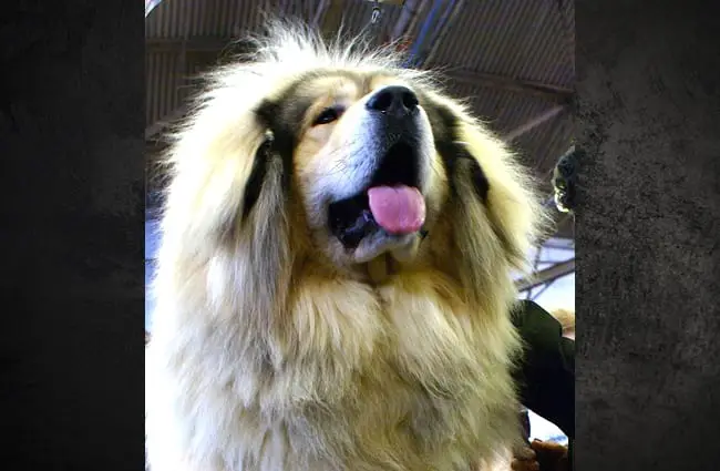 Tibetan Mastiff, tongue lolling. Photo by: Petful https://creativecommons.org/licenses/by/2.0/ 