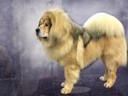 Tibetan Mastiff on grooming table for show.Photo by: Petfulhttps://creativecommons.org/licenses/by/2.0/