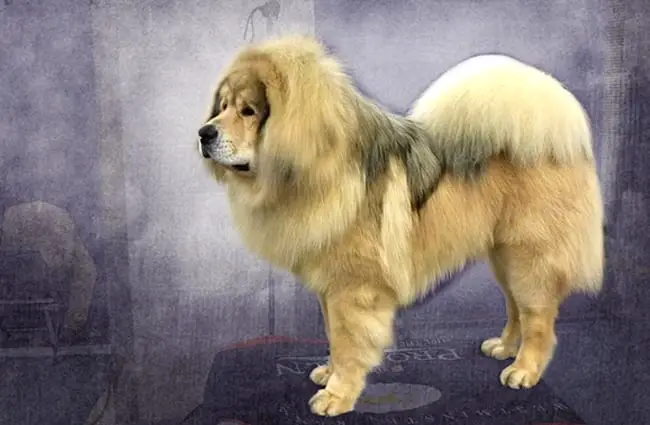Tibetan Mastiff on grooming table for show.Photo by: Petfulhttps://creativecommons.org/licenses/by/2.0/