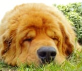 Tibetan Mastiff Napping In The Yard. Photo By: Lgrvv Https://Creativecommons.org/Licenses/By/2.0/