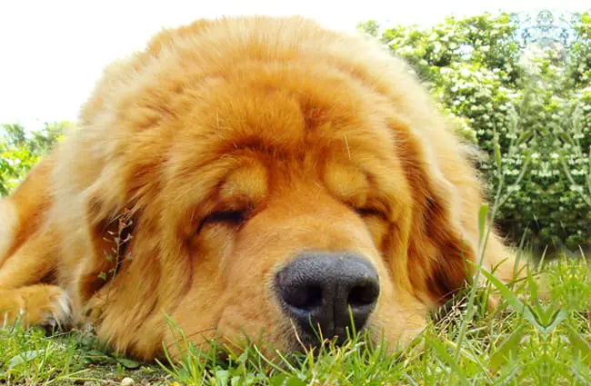 Tibetan Mastiff napping in the yard. Photo by: lgrvv https://creativecommons.org/licenses/by/2.0/