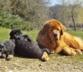 Tibetan Mastiff With Her Puppies. Photo By: Lgrvv Https://Creativecommons.org/Licenses/By/2.0/