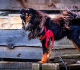Tibetan Mastiff Guarding His Home. Photo By: Prorod Waddington Https://Creativecommons.org/Licenses/By/2.0/