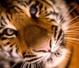 Closeup Of A Tiger&#039;S Face.