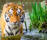 Stunning Tiger Standing In The Water.