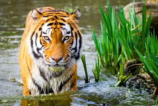 Stunning tiger standing in the water.