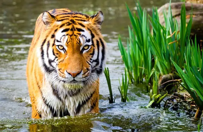 Stunning tiger standing in the water.