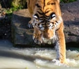 Tiger Reaching For Fish In The River. Photo By: Mathias Appel Https://Creativecommons.org/Licenses/By-Sa/2.0/
